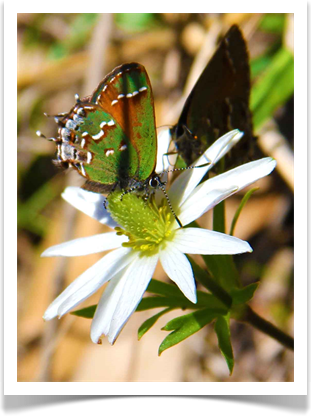 Natural Photography Poster Prints